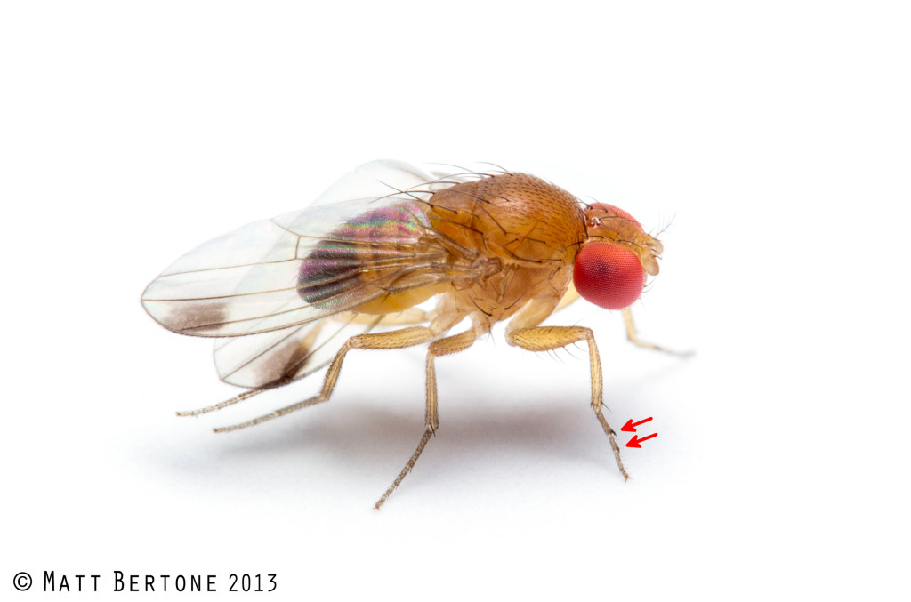 Swd Insect Card image cap